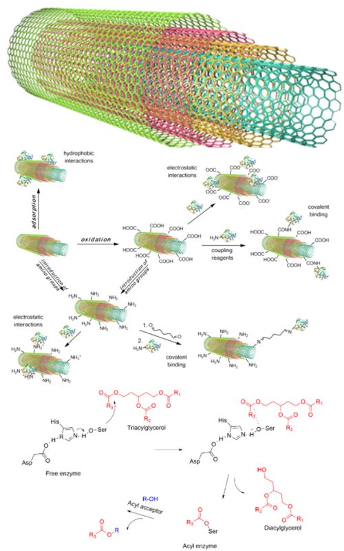 Graphical Abstract